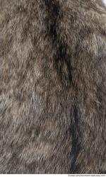 Photo Textures of Animal Skin